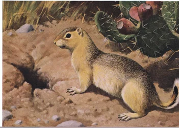 Eastern Chipmunk, a Compulsive Provider Whose Many Cupboards Are Never Bare